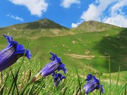 73 Gentiana acaulis (Genziana di Koch) con vista sulla Bocchetta Triomen